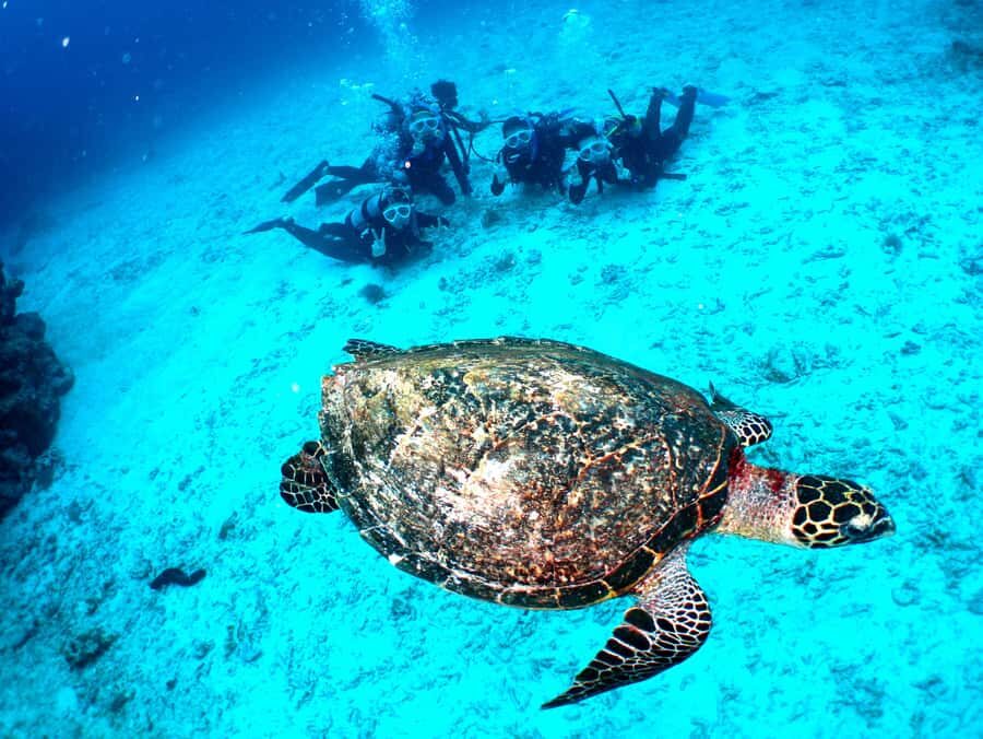 Okinawa: From Naha: Kerama Islands 1-day snorkeling tour - On-board tea, shaved ice, and how to handle lunch