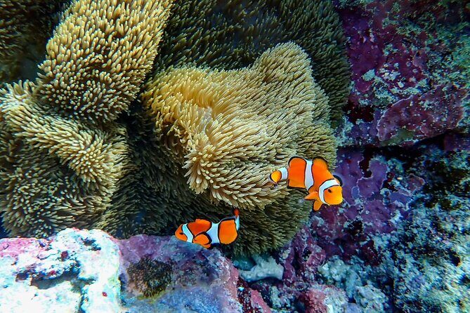 Okinawa Ishigaki Blue Cave Snorkeling Tour - Blue Cave snorkeling in Ishigaki: what makes it special