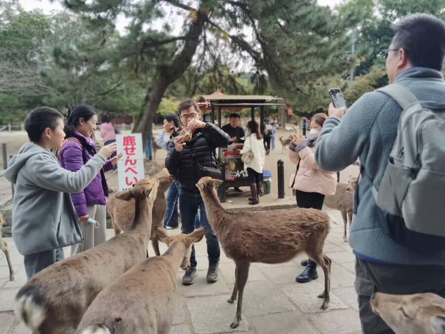 Osaka/Kyoto: Arashiyama, Nara & Fushimi Inari Shrine w/Lunch - Fushimi Inari Shrine: The 1,000 Torii Gates Problem (and the Payoff)