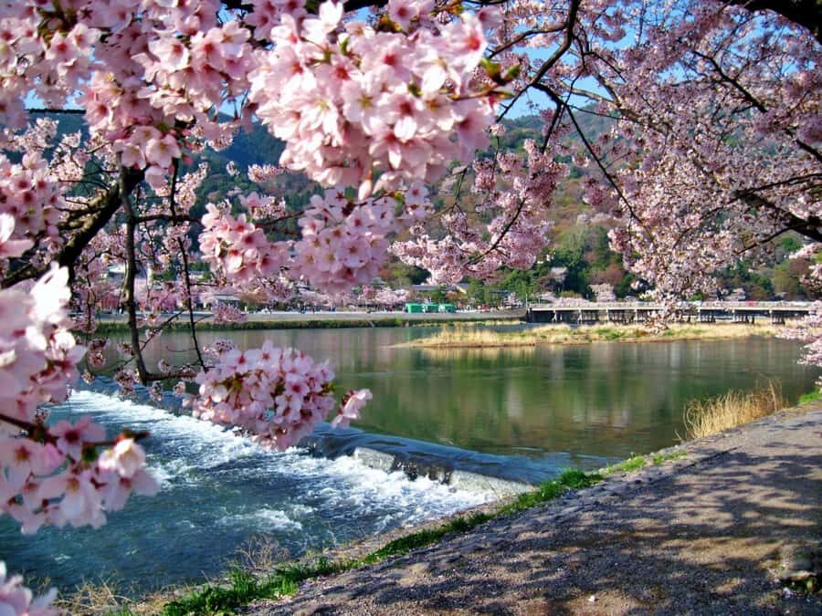 Osaka/Kyoto:Kinkakuji,Arashiyama,FushimiInariShrine,NaraPark - Arashiyama Bamboo Grove: a calming walk that can get crowded