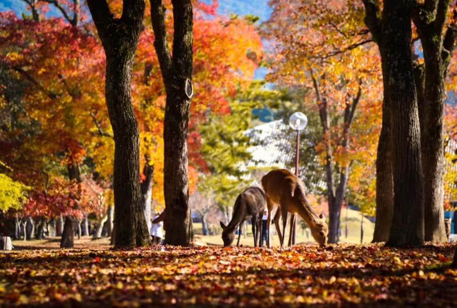 Osaka/Kyoto:Kinkakuji,Arashiyama,FushimiInariShrine,NaraPark - Fushimi Inari Shrine: the 1,000 torii gate walk to Mount Inari