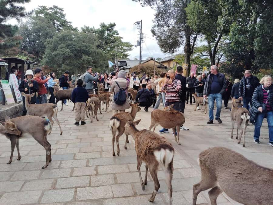 Osaka/Kyoto:Kinkakuji,Arashiyama,FushimiInariShrine,NaraPark - Lunch choices: Kobe Beef shabu-shabu (Osaka-only) and what makes it worth it