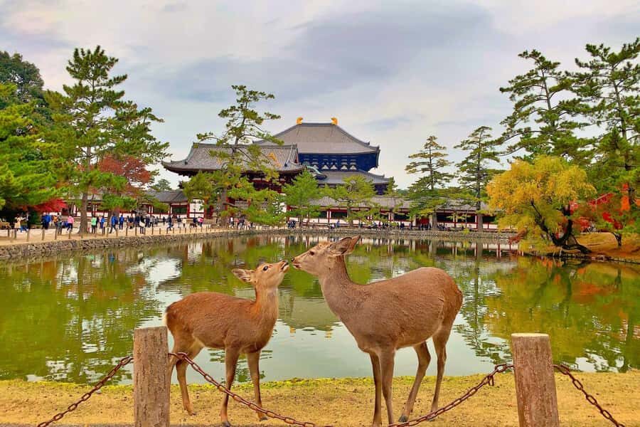 Osaka/Kyoto:Kinkakuji,Arashiyama,FushimiInariShrine,NaraPark - VIP lounge start and the rhythm of a 9-hour day
