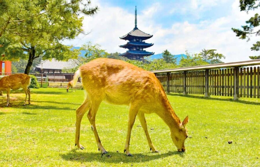 Osaka: Nara and Uji Day Trip with Deer Park and Hot Spring - Key highlights to know before you go