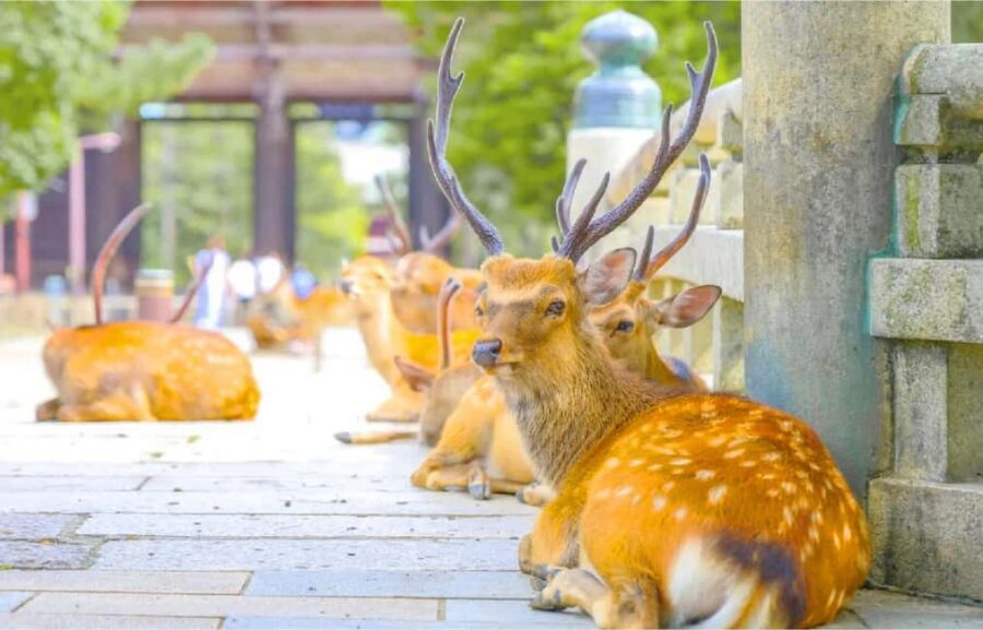 Osaka: Nara and Uji Day Trip with Deer Park and Hot Spring - Genji no Yu Hot Spring: How the Onsen Wraps Up the Day