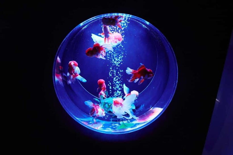 Tokyo: Art Aquarium Museum GINZA Entry Ticket - Key Highlights You Should Know