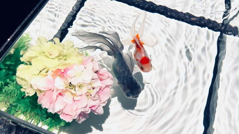 Tokyo: Art Aquarium Museum GINZA Entry Ticket - Edo-Period Roots, Reframed for Today