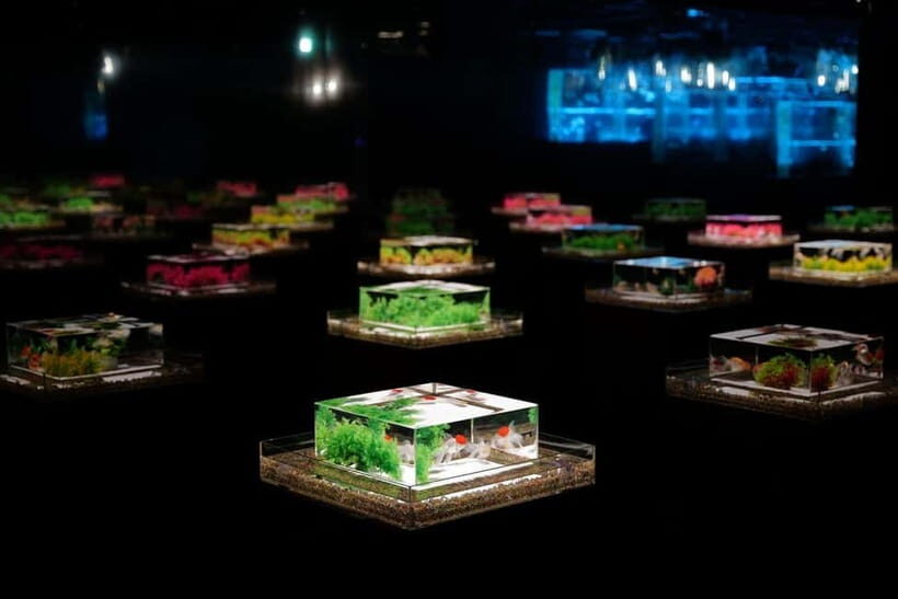 Tokyo: Art Aquarium Museum GINZA Entry Ticket - Ticket Value: What $17 Buys You in Real Time