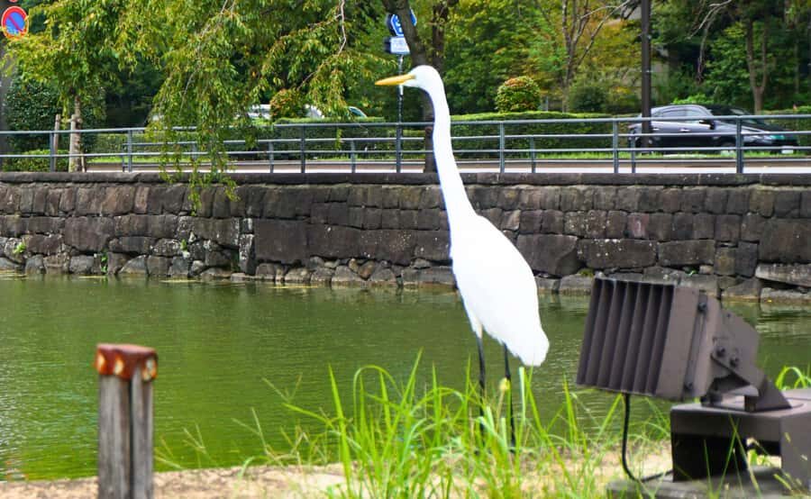 Tokyo: Imperial Palace Japanese History Walking Tour - Rain or Shine: What to Wear, What to Bring, and Tour Rules
