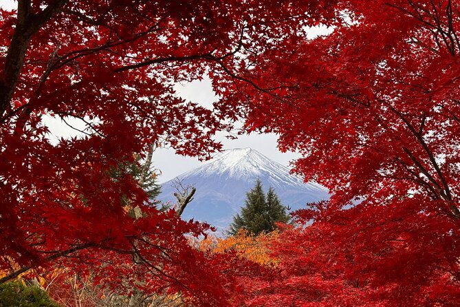 Tokyo: Mt.Fuji & Lake Kawaguchiko 1-Day Bus Tour w/Optional Lunch - Shinjuku meeting point and how the day actually flows