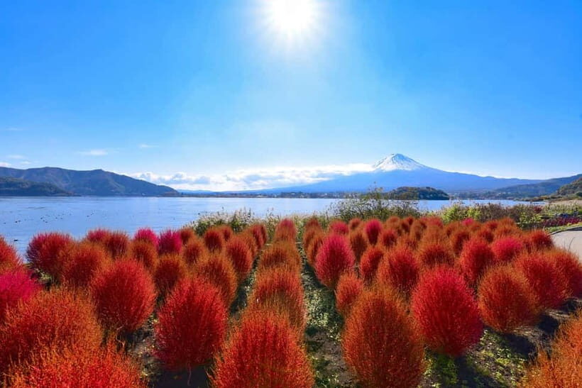 Tokyo:Mt.Fuji,Kawaguchiko Oishi Park,Arakurayama Sengen Park - Lake Kawaguchi: your lakeside window for reflections and seasonal color