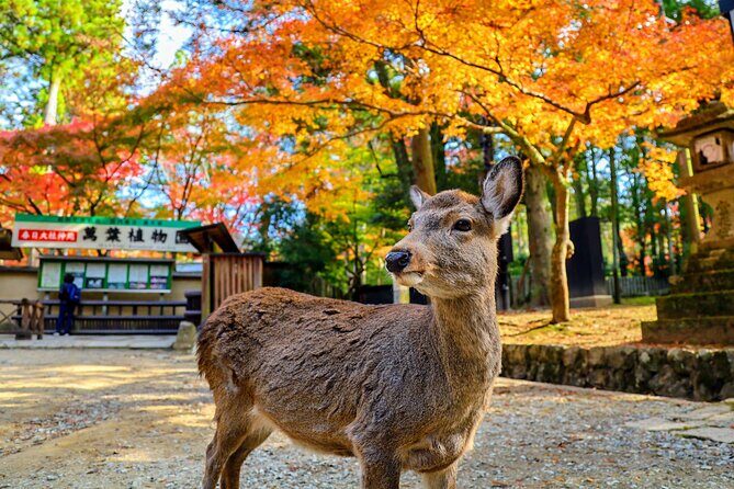 World Heritage Kyoto & Nara Uji Authentic Matcha Experience - Kasuga Taisha and Nara Park: starting with the calm then meeting the deer